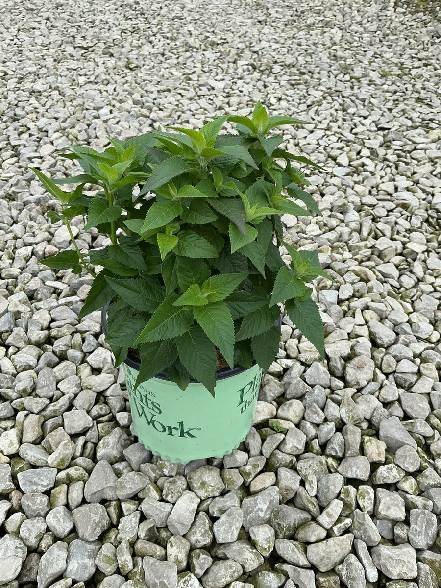 Monarda 'Sugar Buzz Bubblegum Blast'