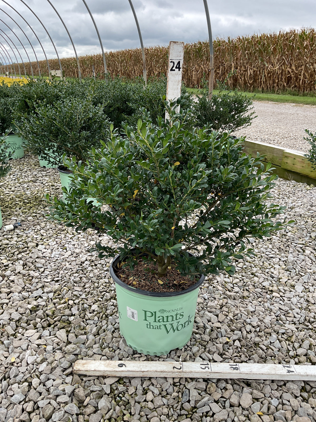 Ilex crenata 'Winterscape Chilly Willy'