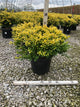 Ilex crenata 'Drops of Gold'