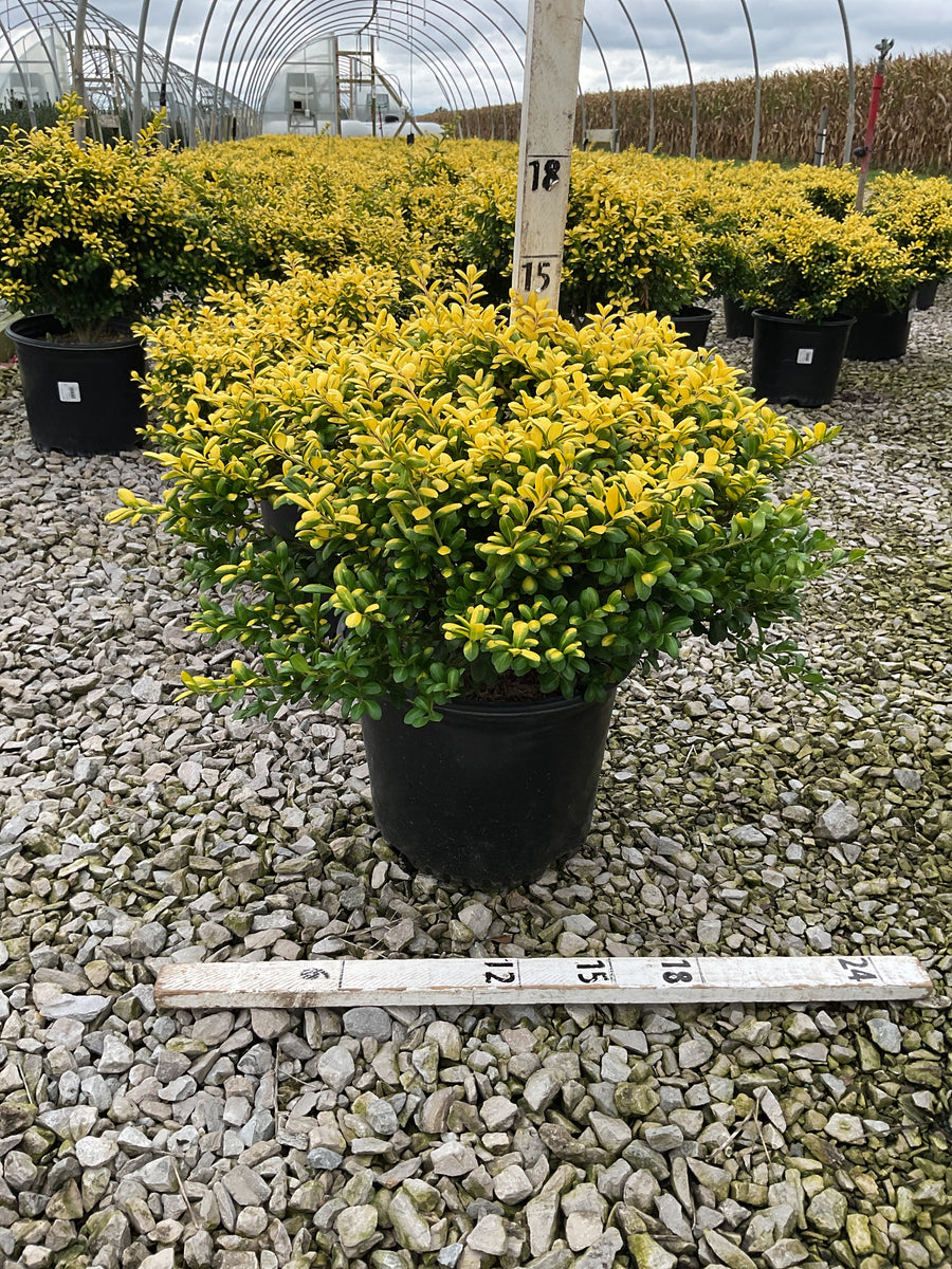 Ilex crenata 'Drops of Gold'