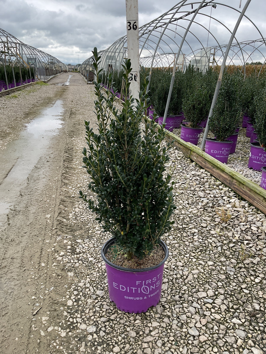 Ilex crenata 'Chubby Hubby'