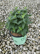 Monarda 'Sugar Buzz Grape Gumball'