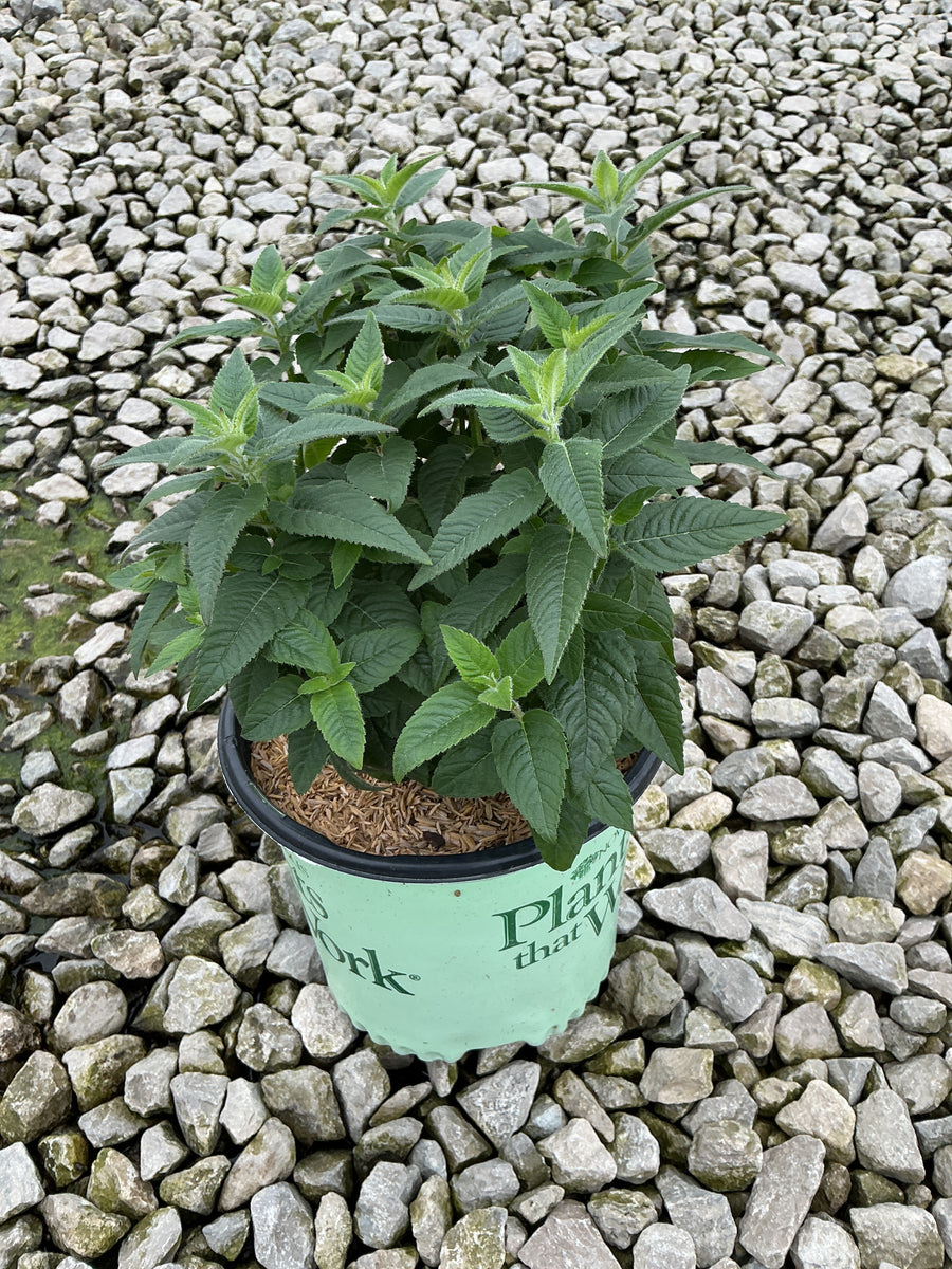 Monarda 'Sugar Buzz Grape Gumball'