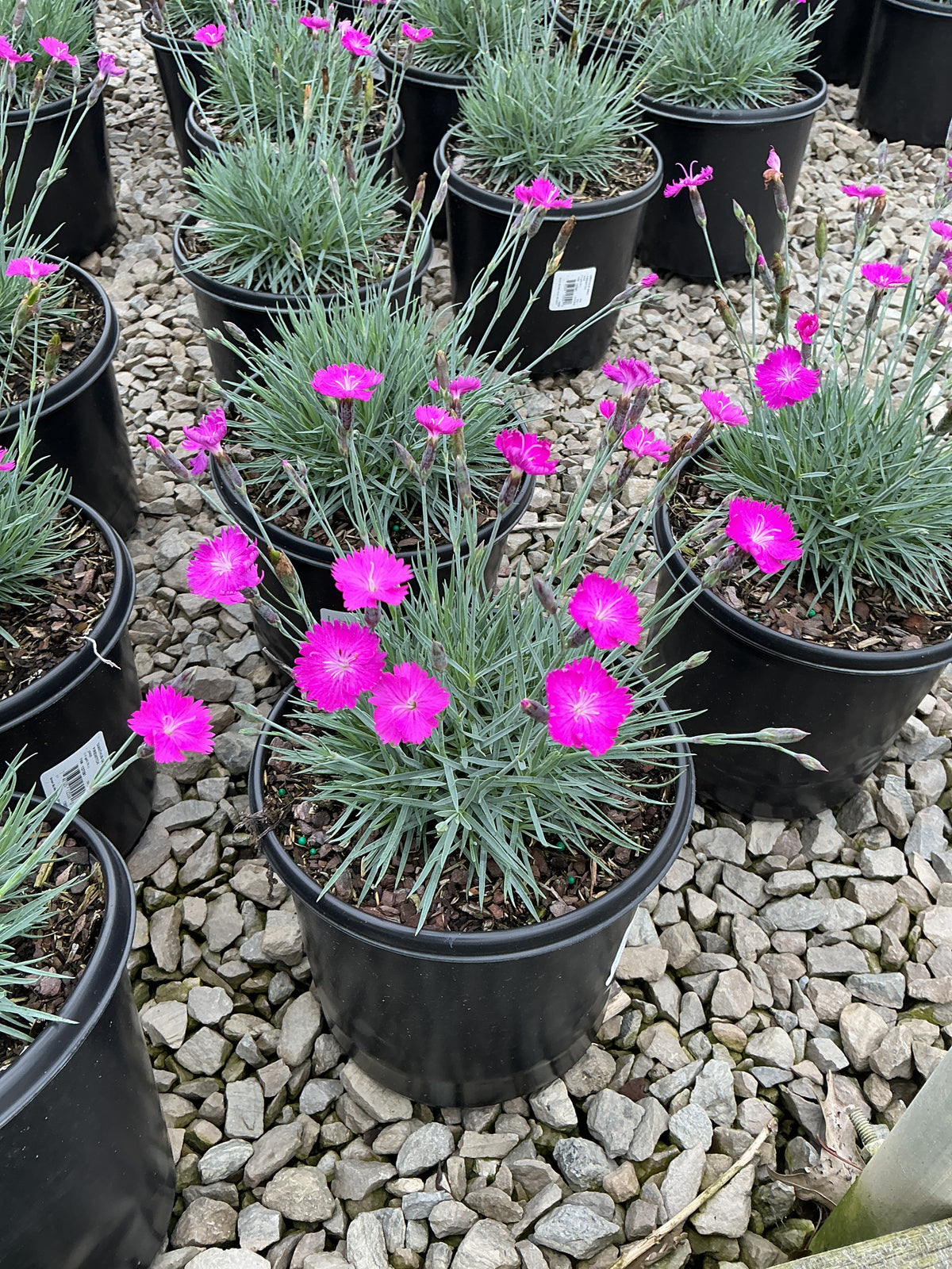 Dianthus gratianopolitanus 'Firewitch'
