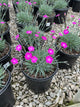 Dianthus gratianopolitanus 'Firewitch'