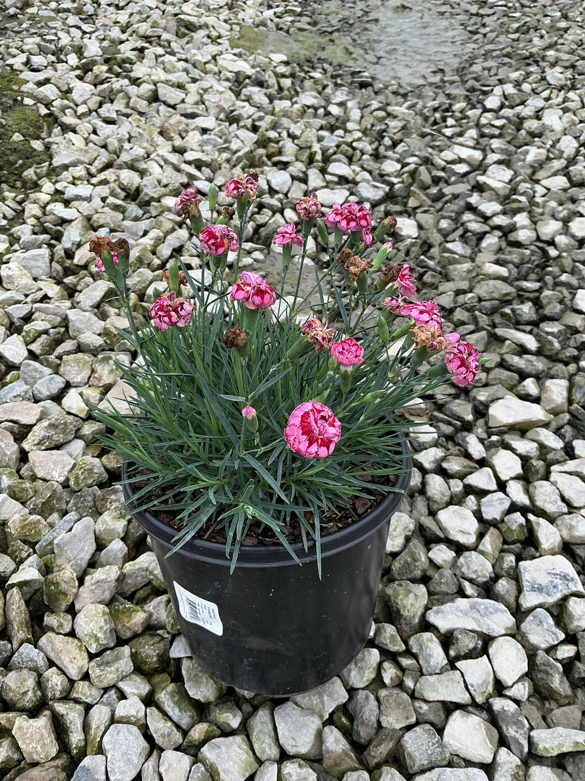 Dianthus starburst