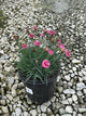 Dianthus starburst