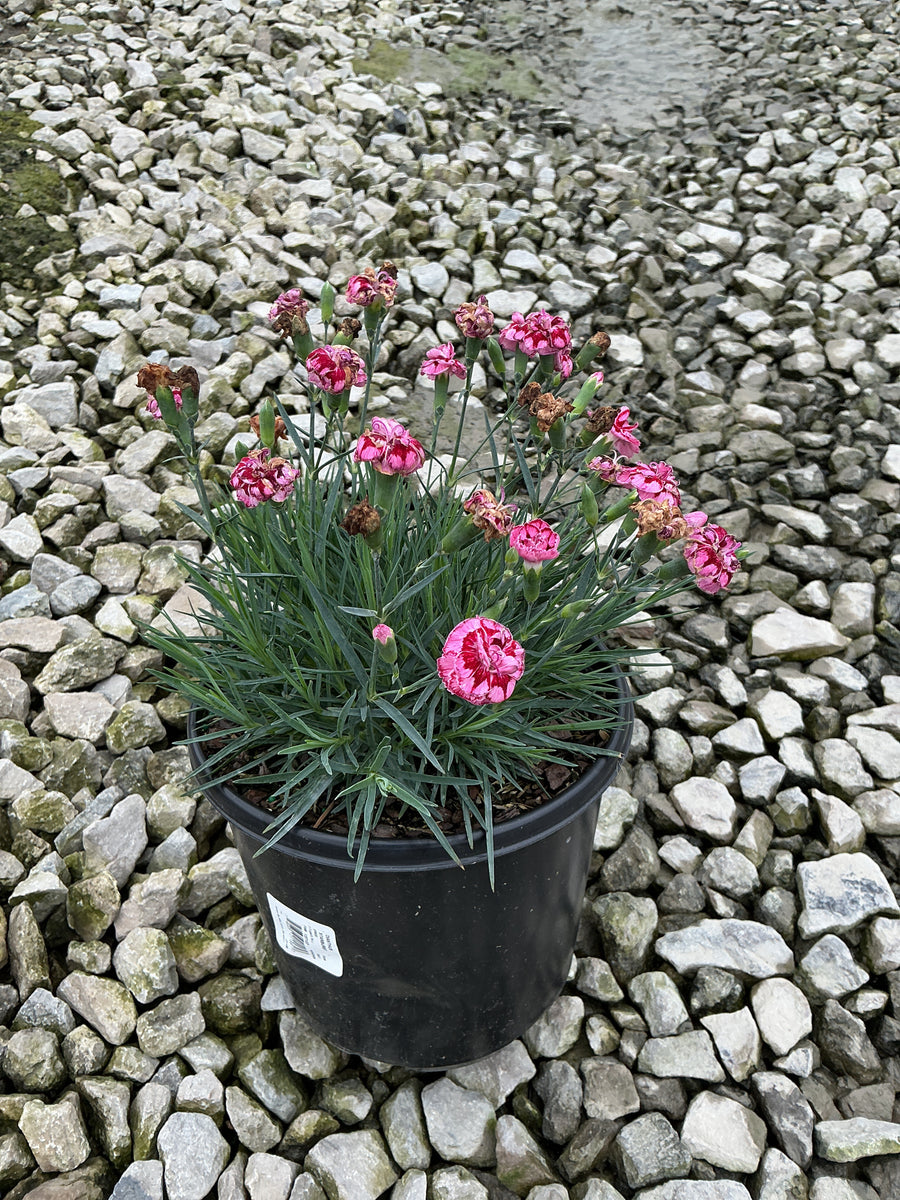 Dianthus starburst