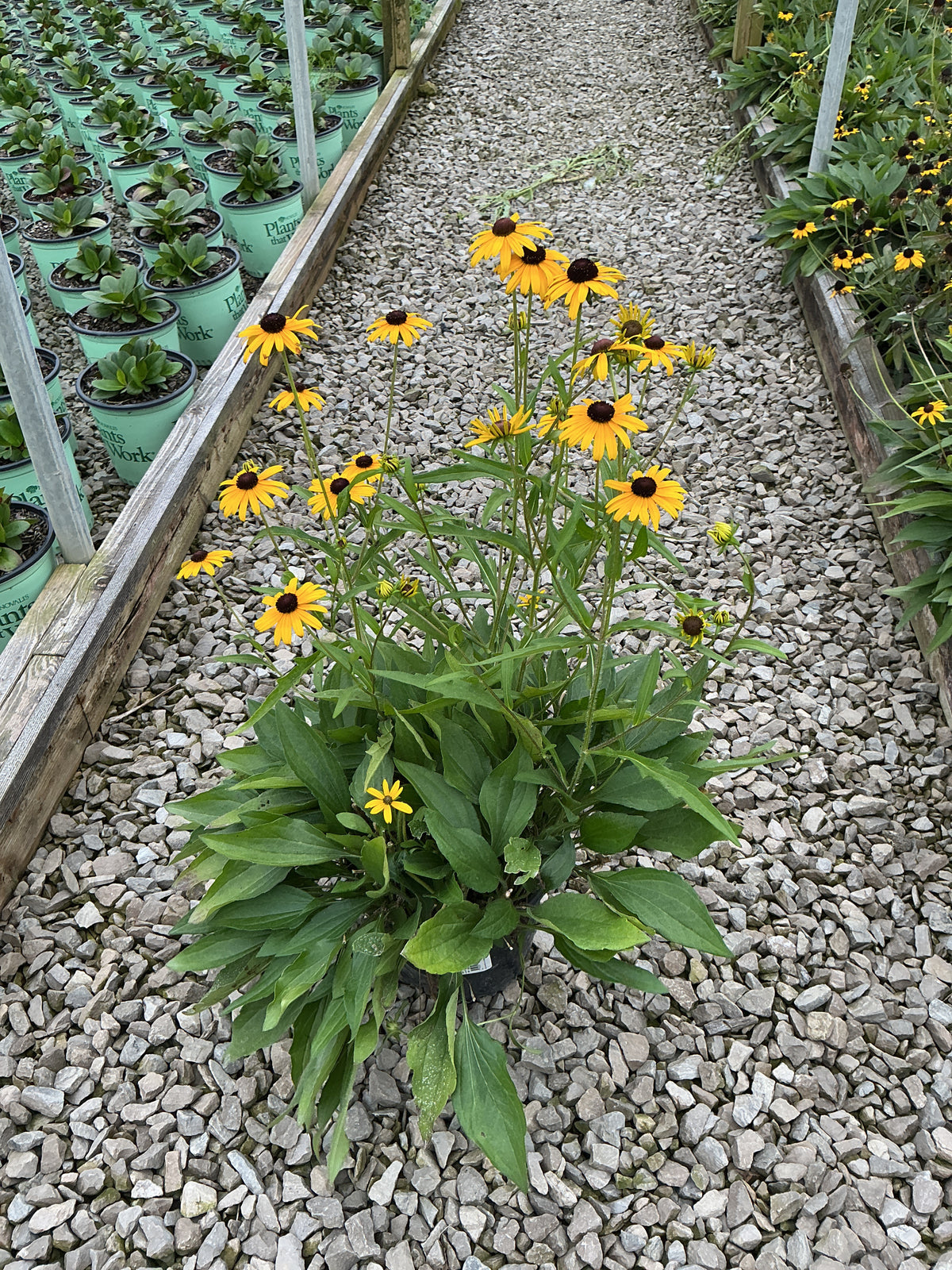 Rudbeckia fulgida 'Little Suzy'