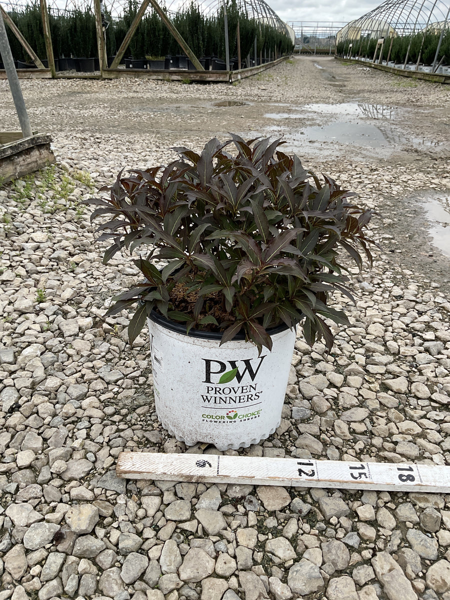 Weigela spilled 'Bokraspiwi'