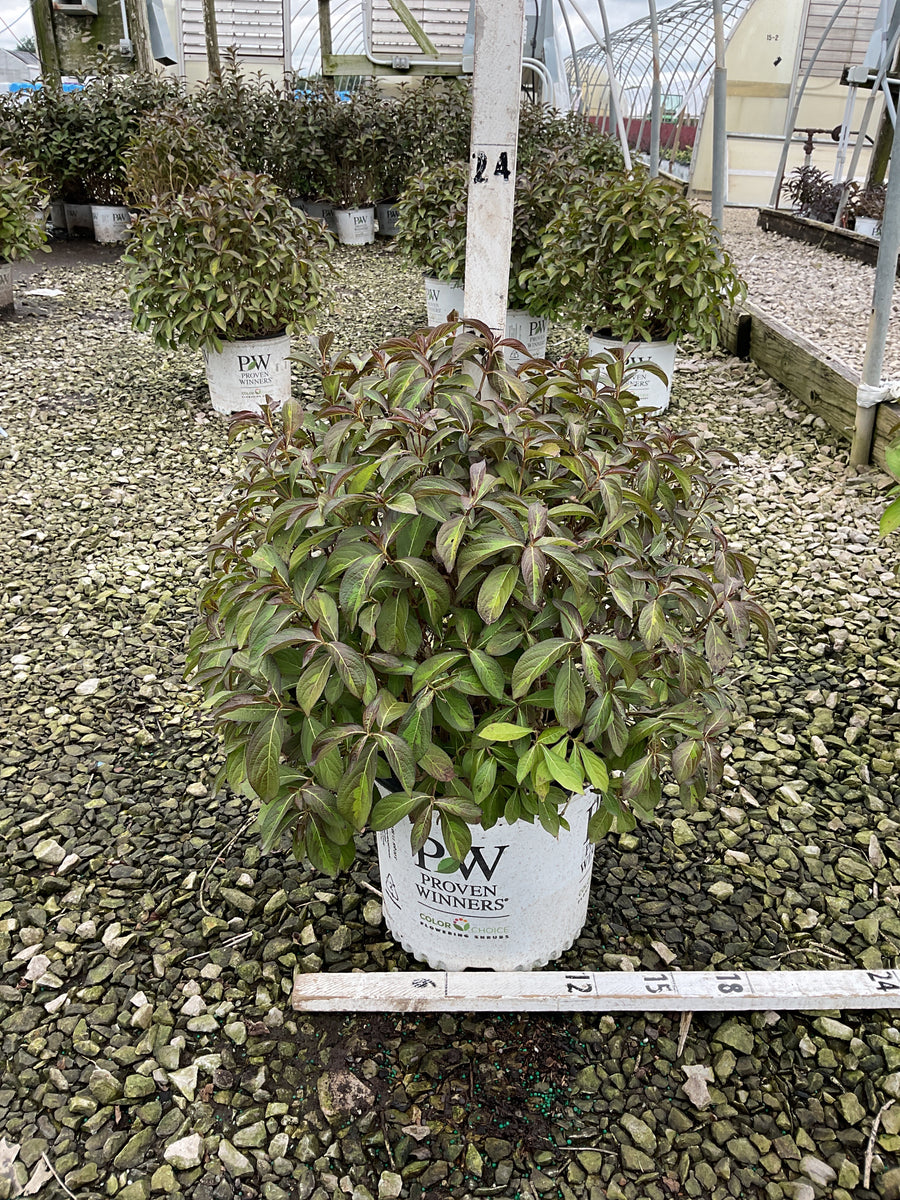 Weigela florida 'Vinho Verde'