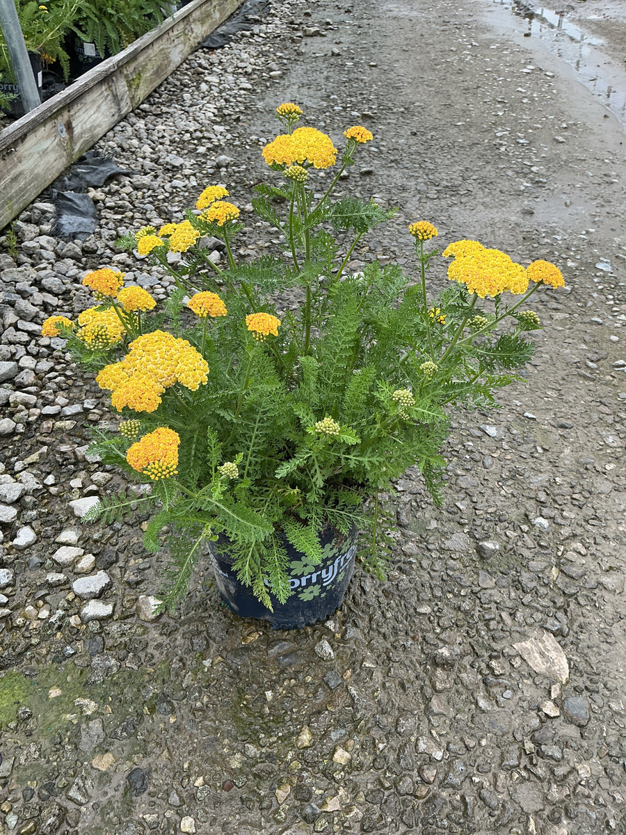 Achillea millefolium Skysail Yellow 'Bosachskyye''
