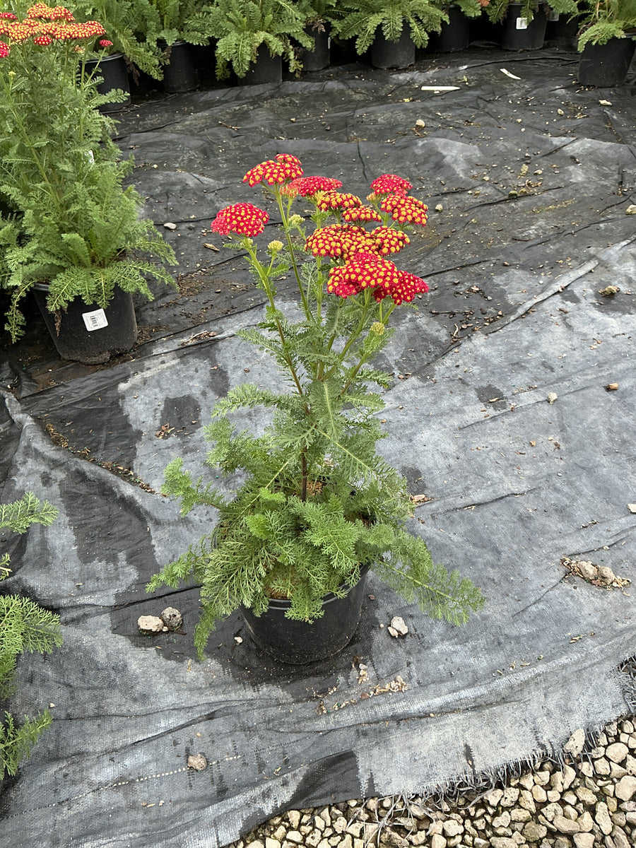 Achillea millefolium 'Strawberry Seduction'