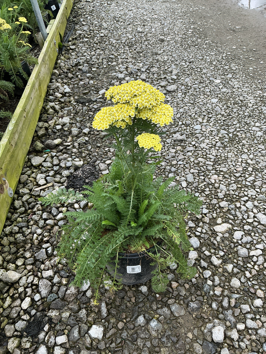 Achillea millefolium 'Sunny Seduction'