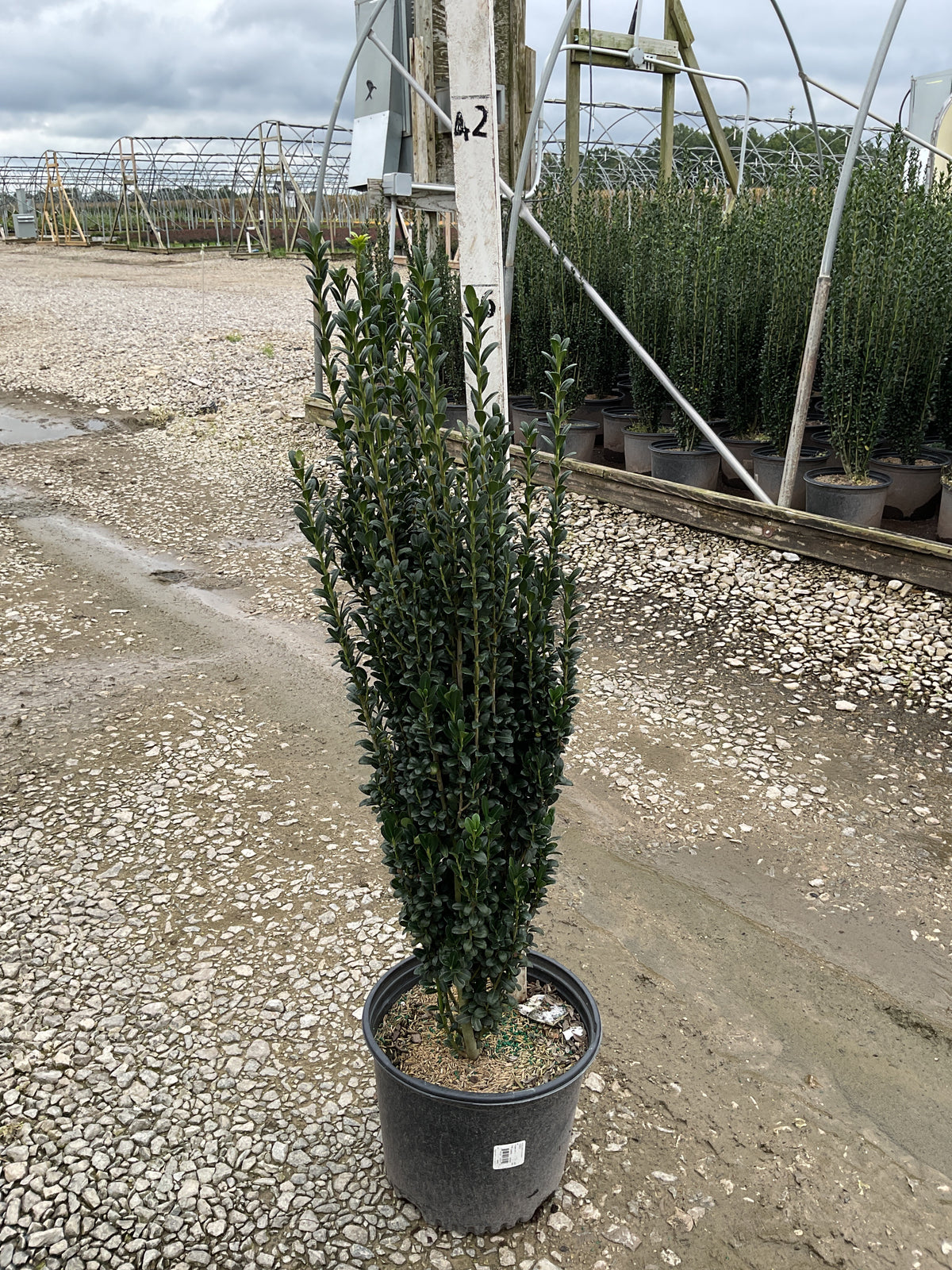 Ilex crenata 'Sky Pencil'