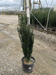 Ilex crenata 'Sky Pencil'