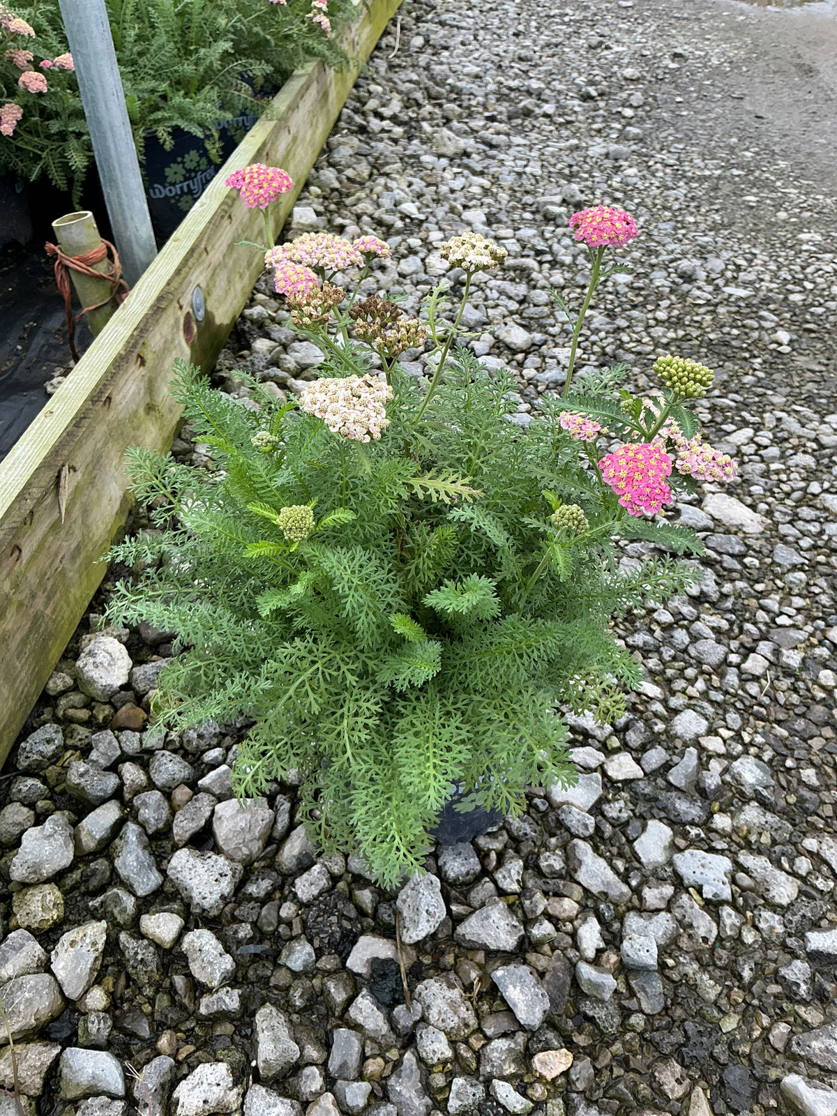 Achillea millefolium ‘SkySail Bright Pink’ (Bosachskybripi)