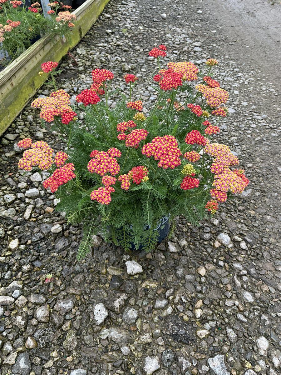Achillea millefolium SkySail™ Fire  ‘Bosachskyfi’