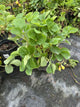 Fragaria ozark 'Beauty'