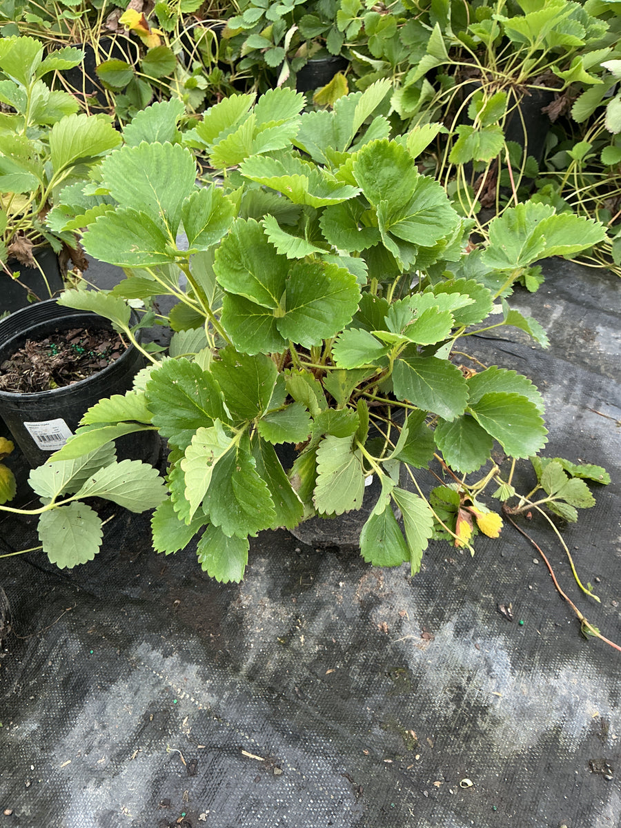 Fragaria ozark 'Beauty' â€” G1