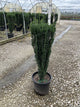 Ilex crenata 'Sky Pencil'