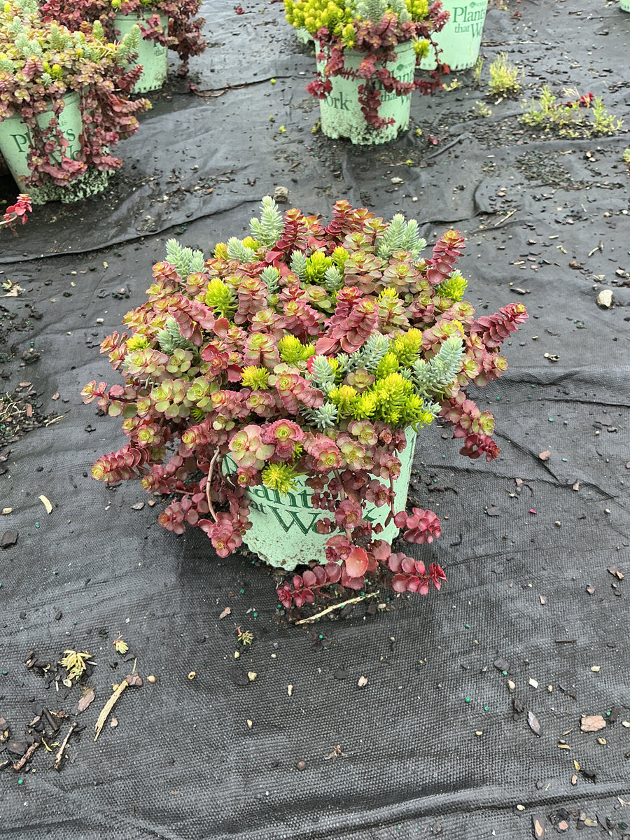 Sedum 'Flaming Flaming Carpet'