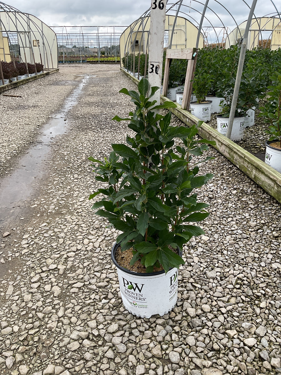Clethra alnifolia 'Ripple Effect’ (SMNCAC)