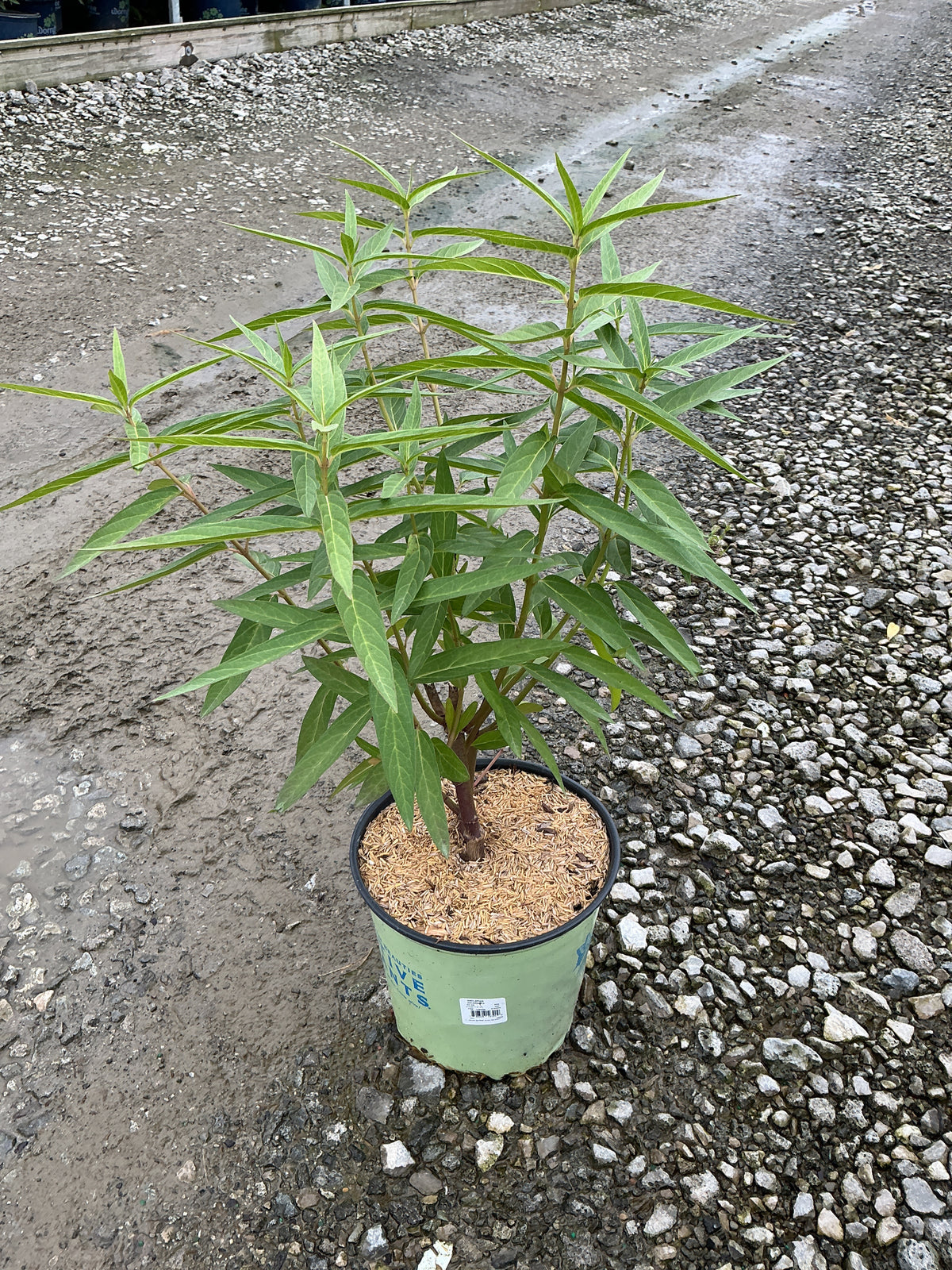 Asclepias incarnata