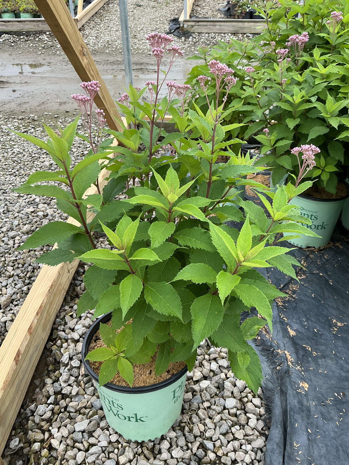 Eupatorium x 'Rosie Josie'