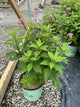 Eupatorium x 'Rosie Josie'