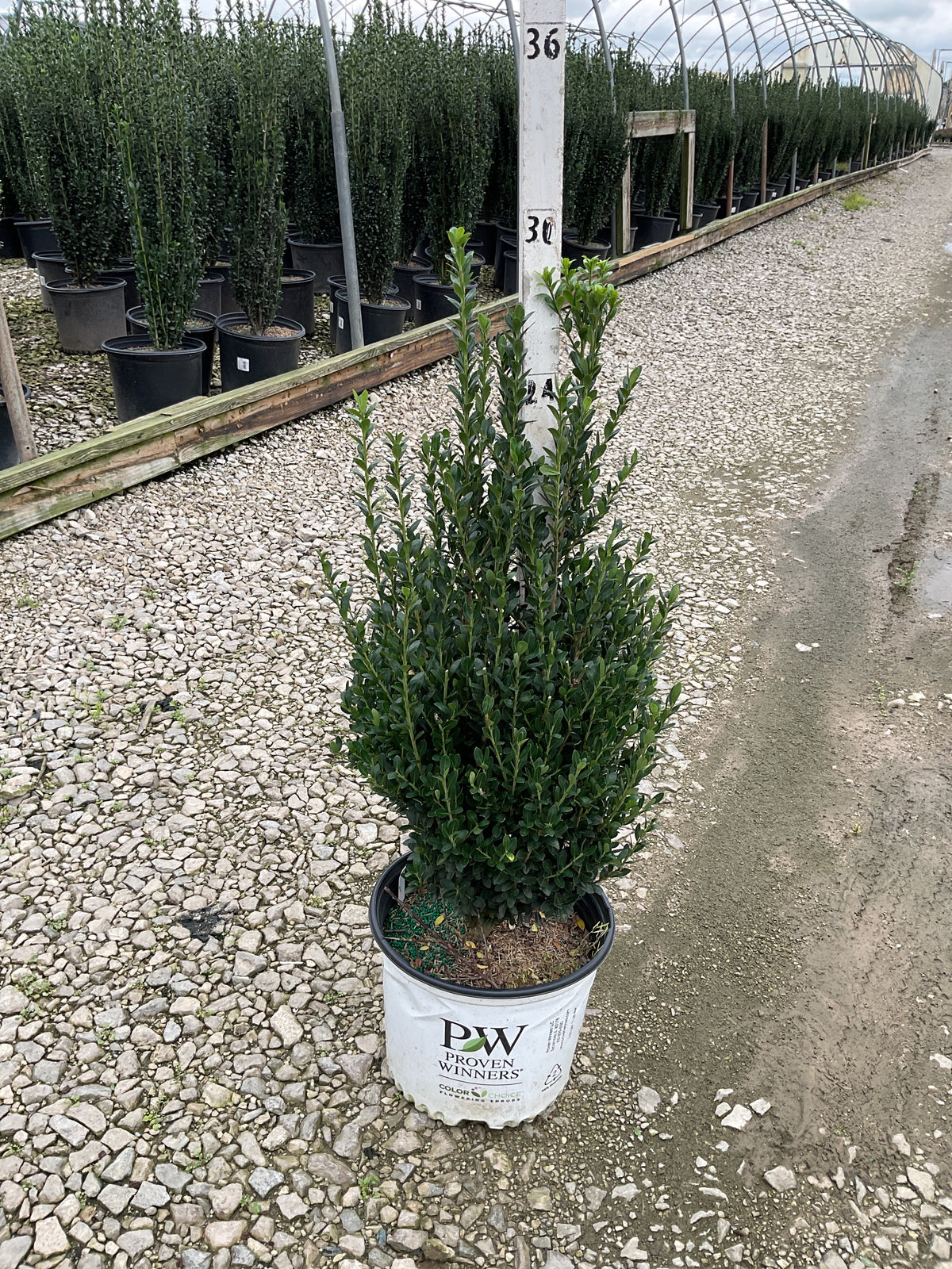 ILEX CRENATA HEDGE BOX