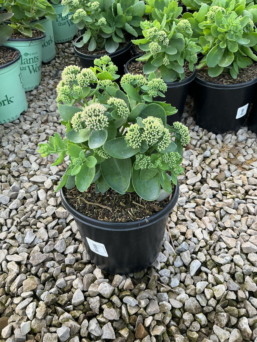 Sedum 'Autumn Autumn Joy'