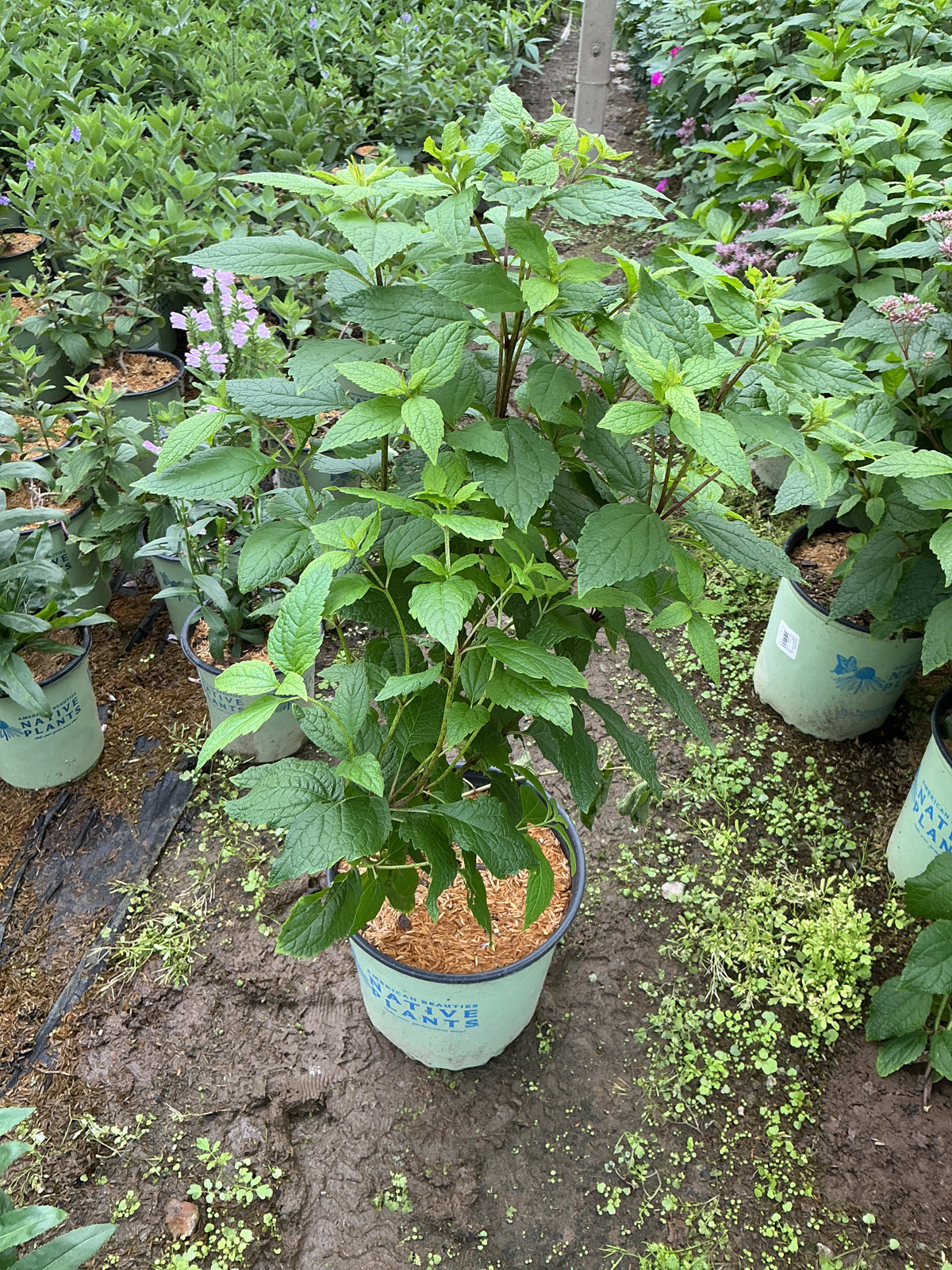 Eupatorium purpureum 'Little Joe'