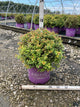Spiraea JAP 'Little Spark'