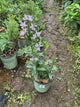Physostegia 'Pink Manners'