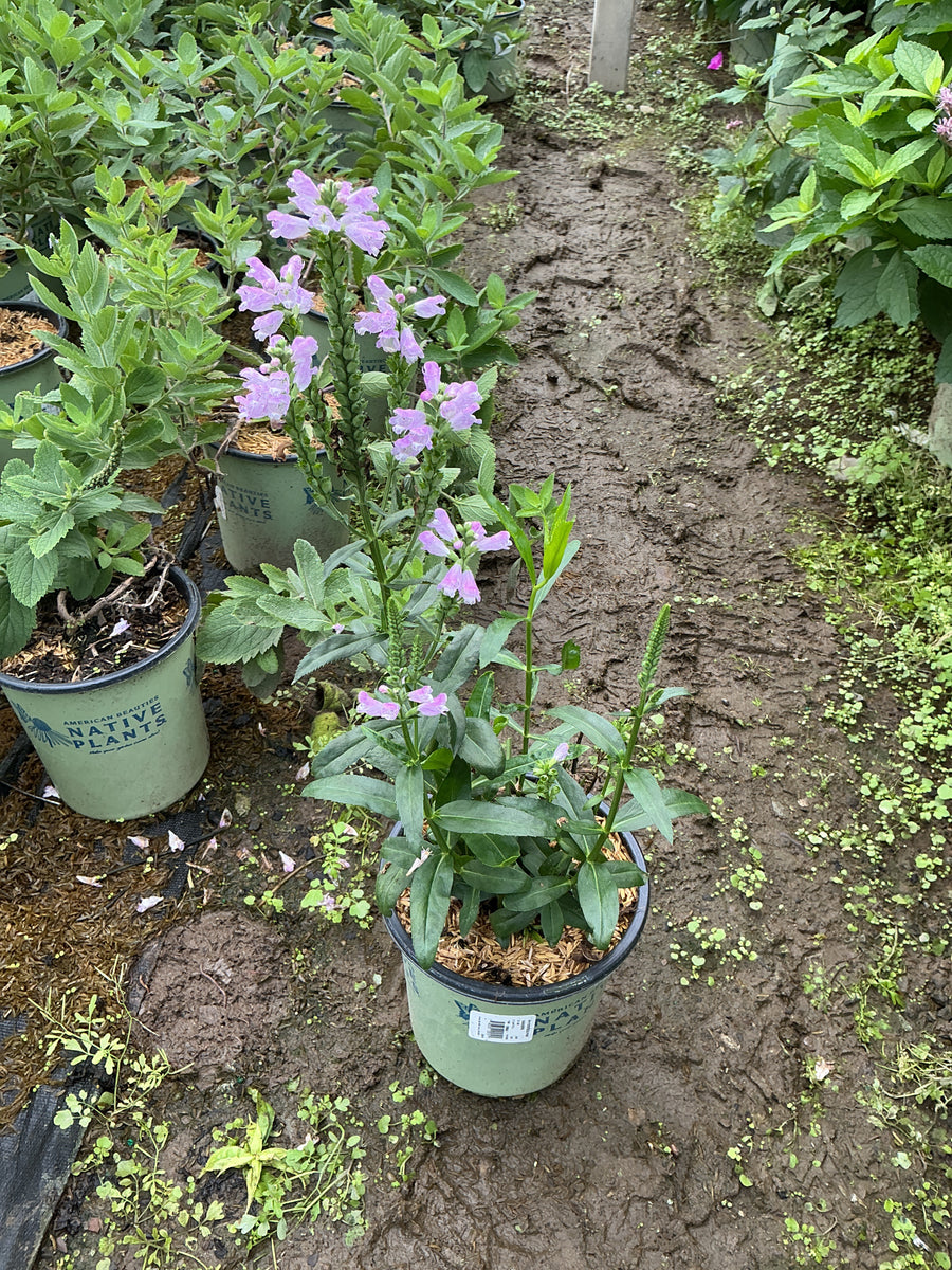 Physostegia 'Pink Manners' â€” G1 AB
