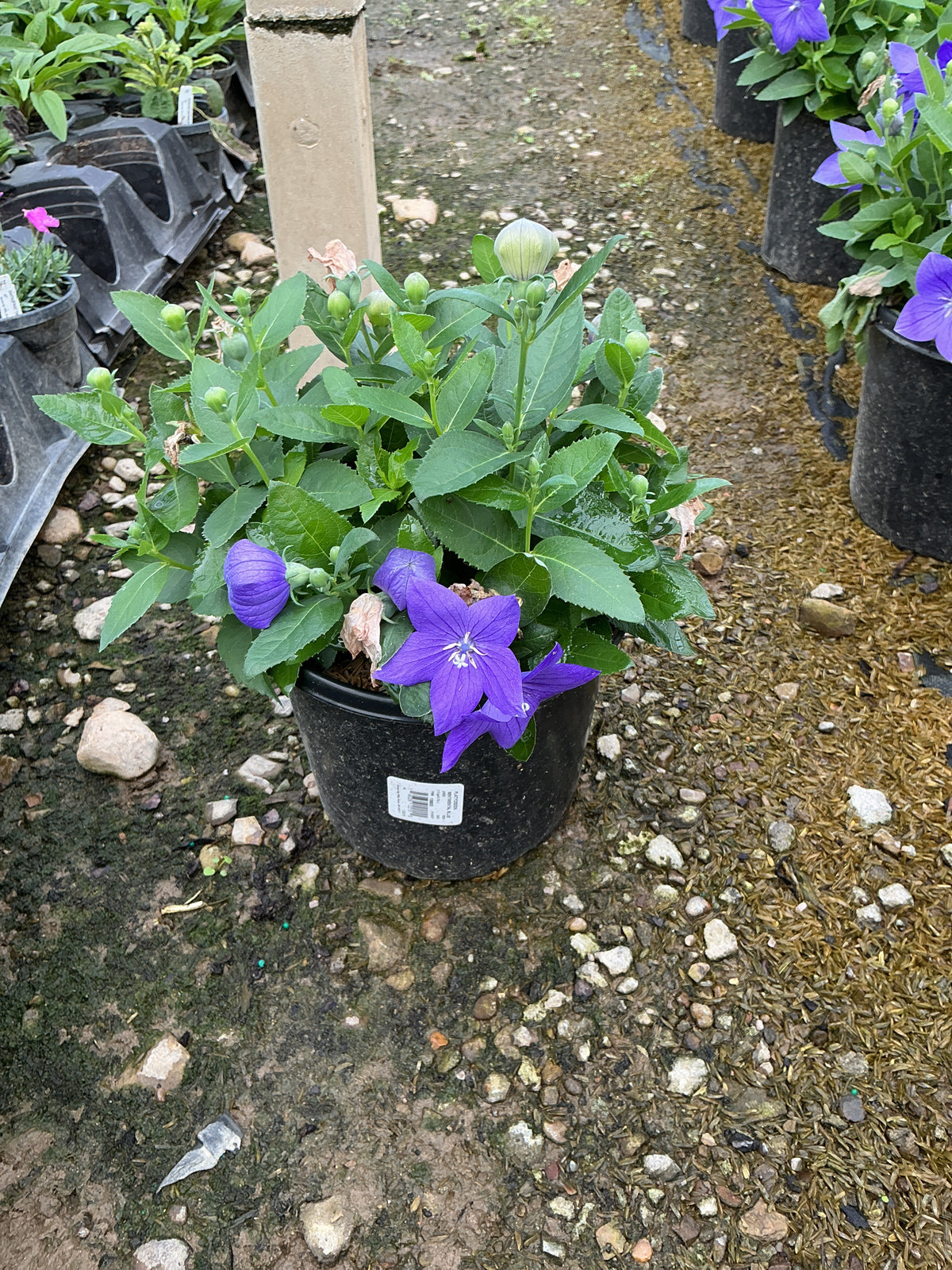 Platycodon grandiflorus 'Sentimental Blue'
