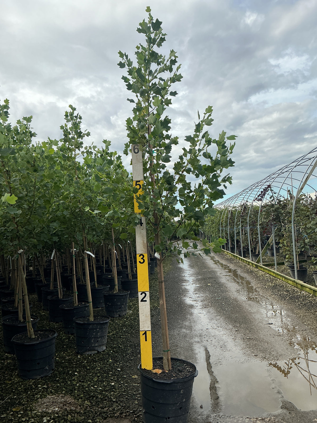 Liriodendron tulipifera 'Little Volunteer'