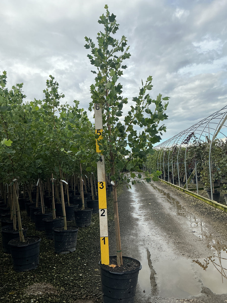 Liriodendron tulipifera 'Little Volunteer' â€” G15 72