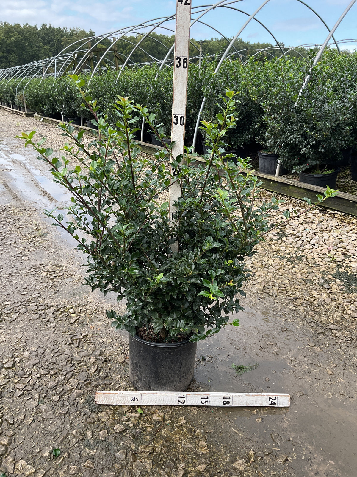 Ilex x meserveae 'Royal Family'
