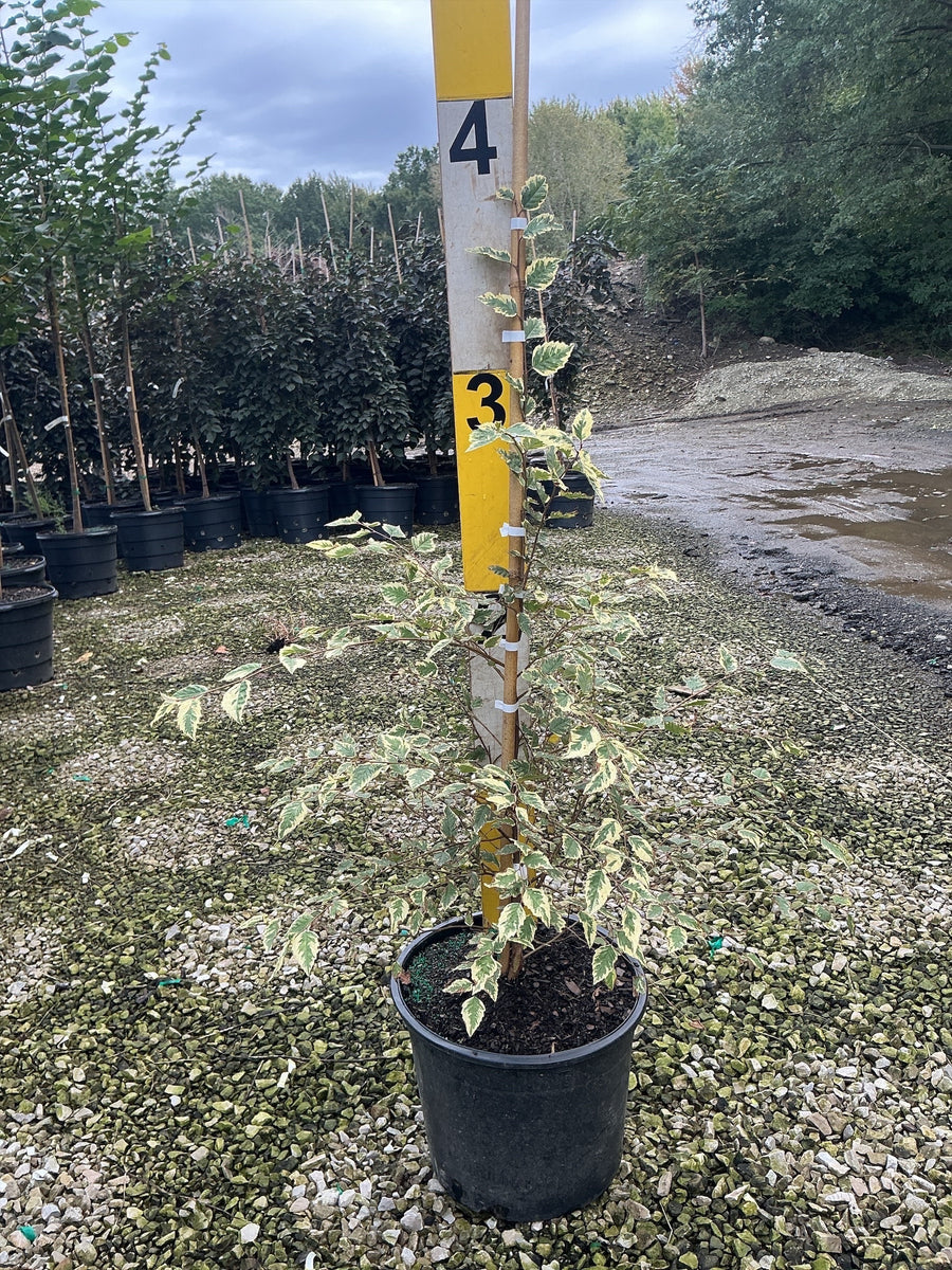 Betula nigra 'Shiloh Splash' â€” G7 48