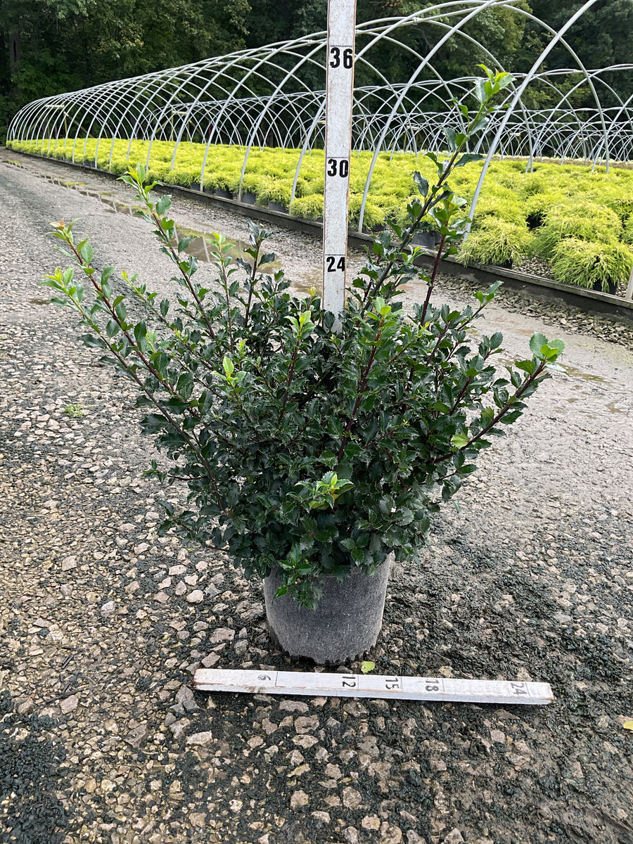 Ilex x meserveae 'Blue Princess'
