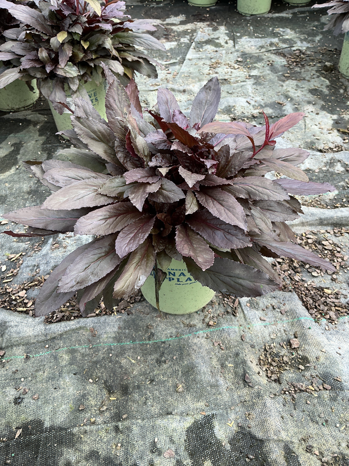 Lobelia C 'Black Truffle'
