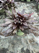 Lobelia C 'Black Truffle'