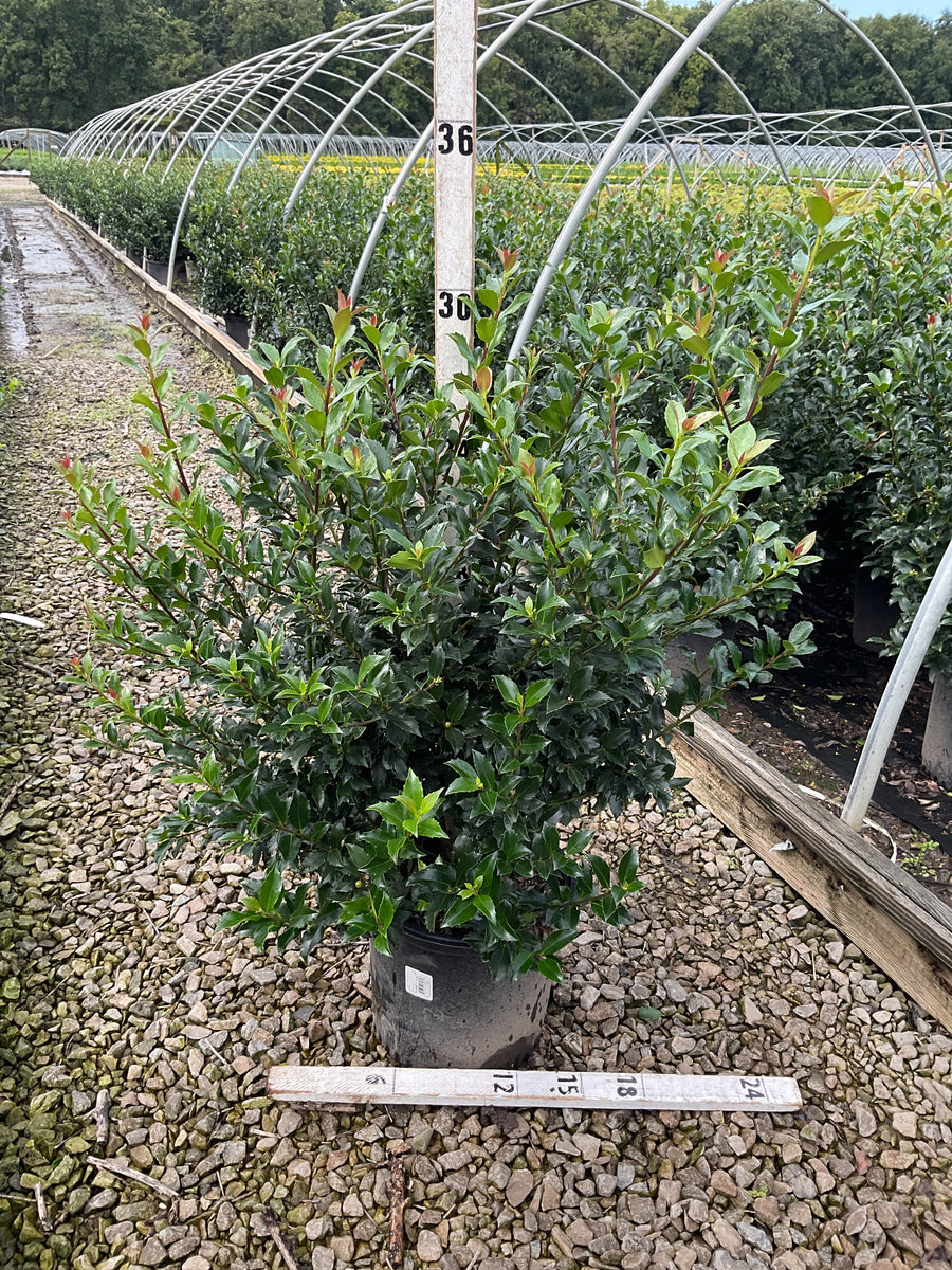 Ilex x meserveae 'Blue Maid'