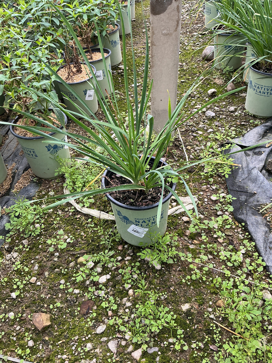 Allium cernuum