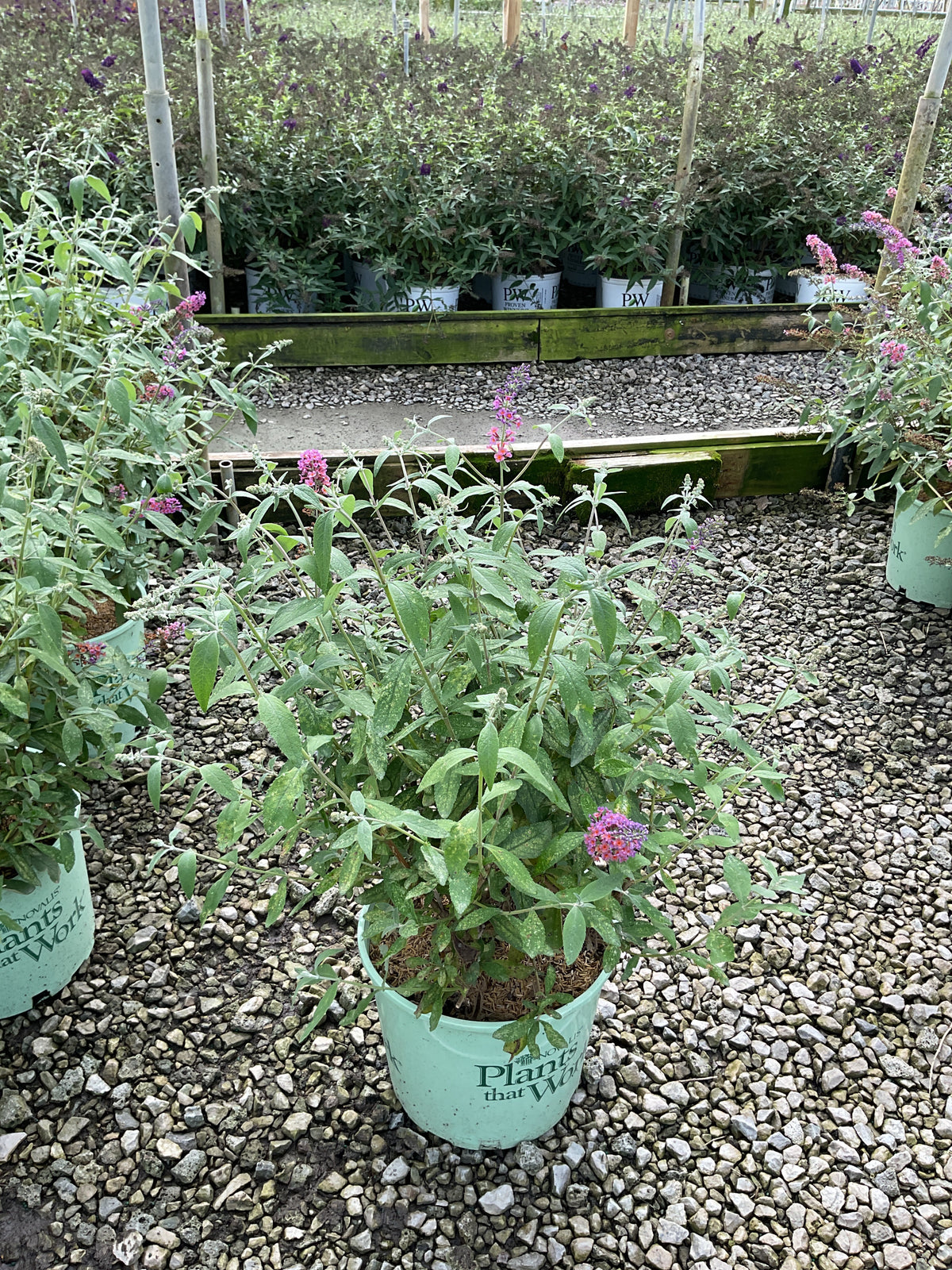 Buddleia x weyeriana 'Bicolor'