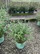 Buddleia x weyeriana 'Bicolor'