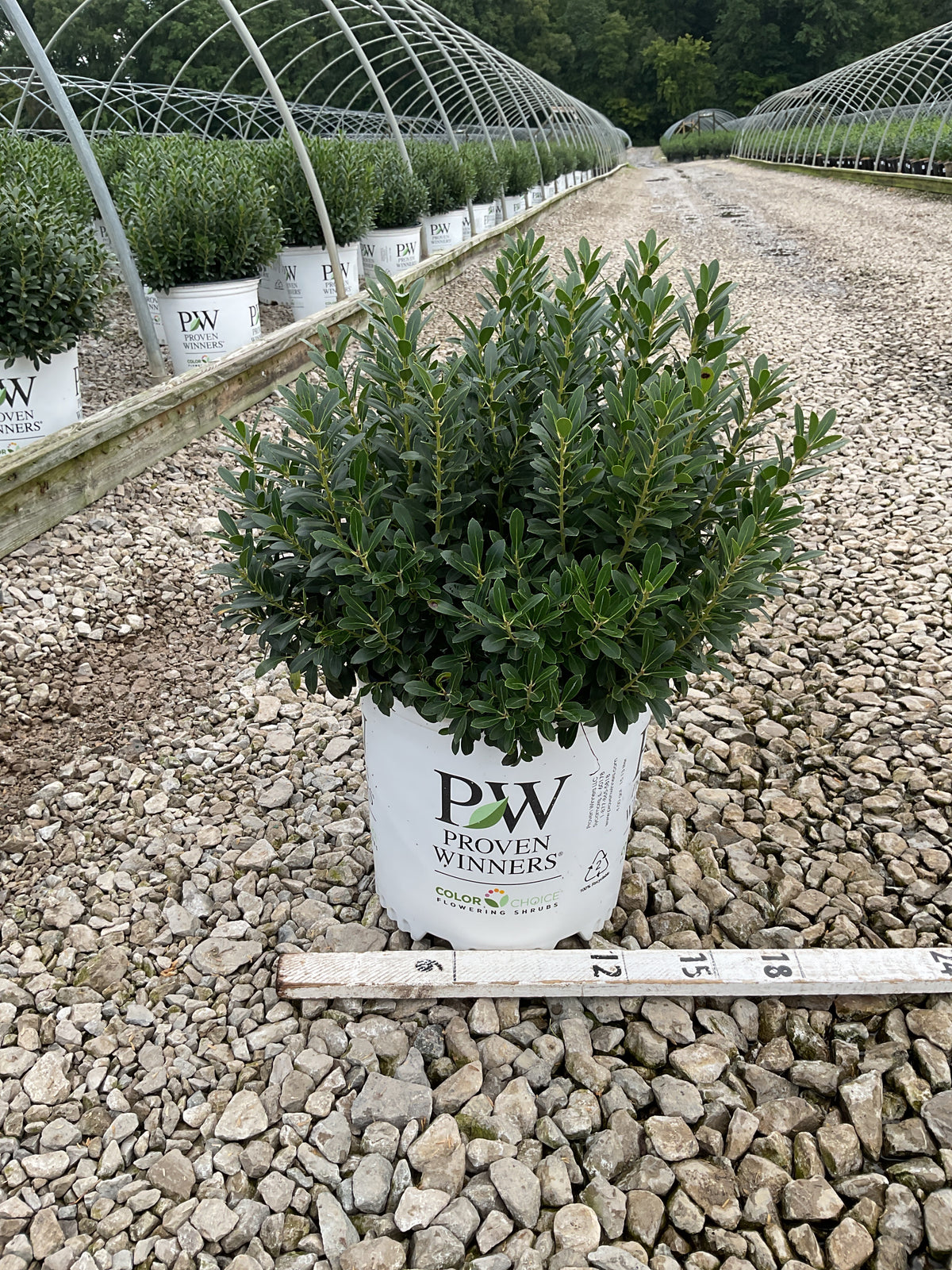Ilex glabra 'Strong Box'