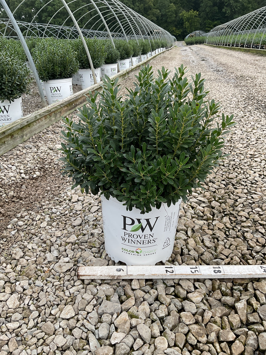 Ilex glabra 'Strong Box'